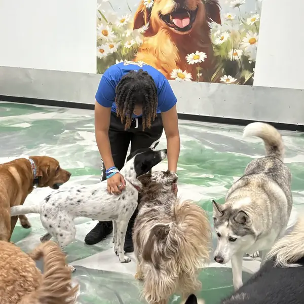 A busy day at K9 Rox Club dog daycare